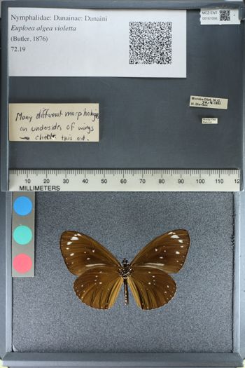 Media type: image;   Entomology 161056